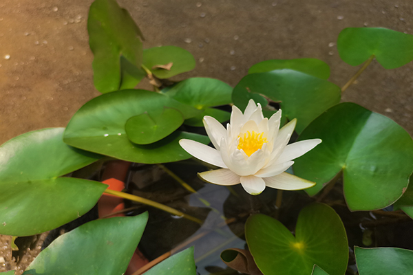 沈阳百贯山松陵公墓——符合大众消费，是老百姓都能选得起的好公墓